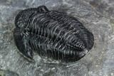 Detailed Gerastos Trilobite Fossil - Morocco #125283-3